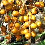 Saw palmetto (serenoa)